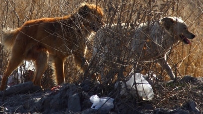 Порно гвинея шошқалары