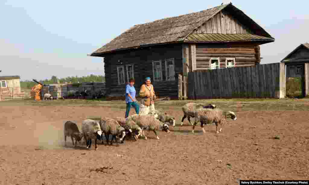 Locals herd sheep as they pass through a village.