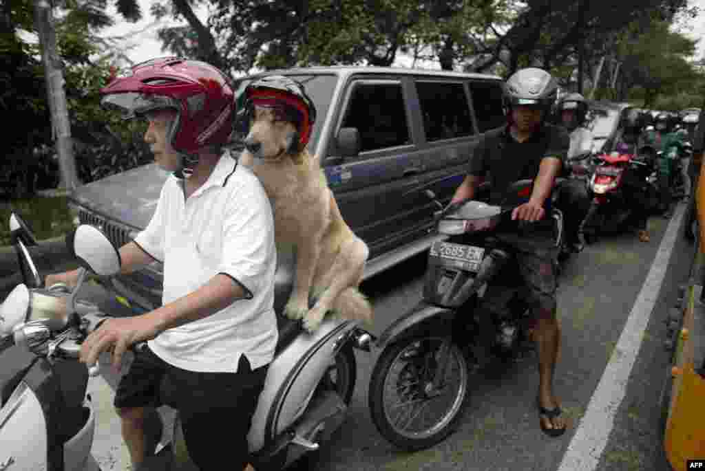 Handoko Njotokusumo and his dog Ace maneuver through traffic during a weekend ride on a motorcycle in Surabaya on eastern Java island in Indonesia. Handoko, 57, is a retired businessman and regularly takes Ace, a golden retriever, for a ride around the city. (AFP/Juni Kriswanto)