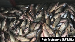 Kazakhstan - Atyrau region - Fish from the Ural river