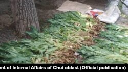 Обнаруженные наркосодержащие растения.