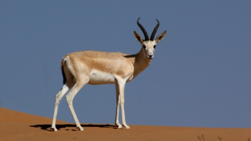 “Awçy, atma jereni!”: Lebabyň goraghanalarynda güýç edaralary aw awlaýar, ýerli ýaşaýjylar balyk tutýar