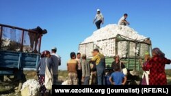 «Узпахтасаноатэкспорт» будет заниматься и приемом хлопкового волокна.