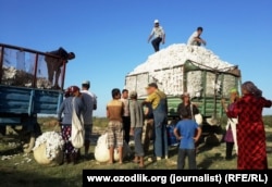 Up to 1 million people, including minors, are estimated to be forced to pick cotton in Uzbekistan every year. (file photo)