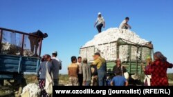 Холдинговая компания «Узпахтасаноатэкспорт» занималась приемом хлопкового волокна.