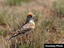Жаўрук вяртаецца ў Беларусь першым зь пералётных птушак