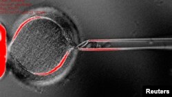 Nxjerrja e bërthamës nga një qelizë vezë është fotografuar në këtë foto nga Oregon Health & Science University.
