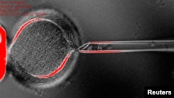 Энелик без клеткасынын ядросун бөлүп чыгуу маалында, Орегон штаты, АКШ, 31-январь 2012-ж.