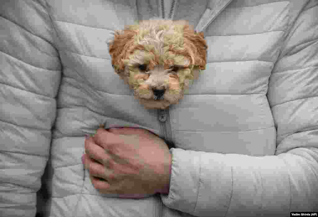 A man keeps a puppy warm in his jacket while watching a parade of new year's traditions in Comanesti, northern Romania. (AP/Vadim Ghirda)
