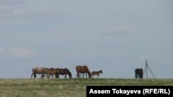 На пастбище в Акмолинской области. Иллюстративное фото.