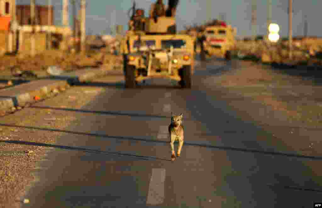 A dog runs in front of Iraqi Army armored vehicles near Ramadi, the capital of Anbar province, on February 2. (AFP/Ahmad Al-Rubaye)
