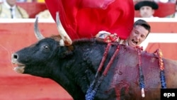 Матадор и раненый бык (Испания, 2010)