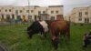 Владикавказские коровы