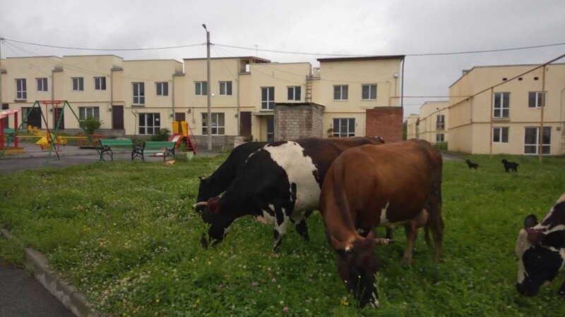 За переход газона в неположенном месте в Северной Осетии 