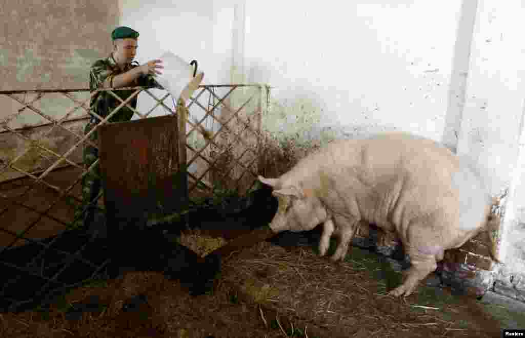 A Belarusian border guard feeds a pig at their base near the Belarus-Poland border on the outskirts of the western city of Brest. (Reuters/Vasily Fedosenko)