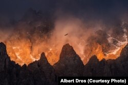 "Тозоктогу бүркүт". Фотограф Алберт Дростун эмгеги. Кыргызстан.