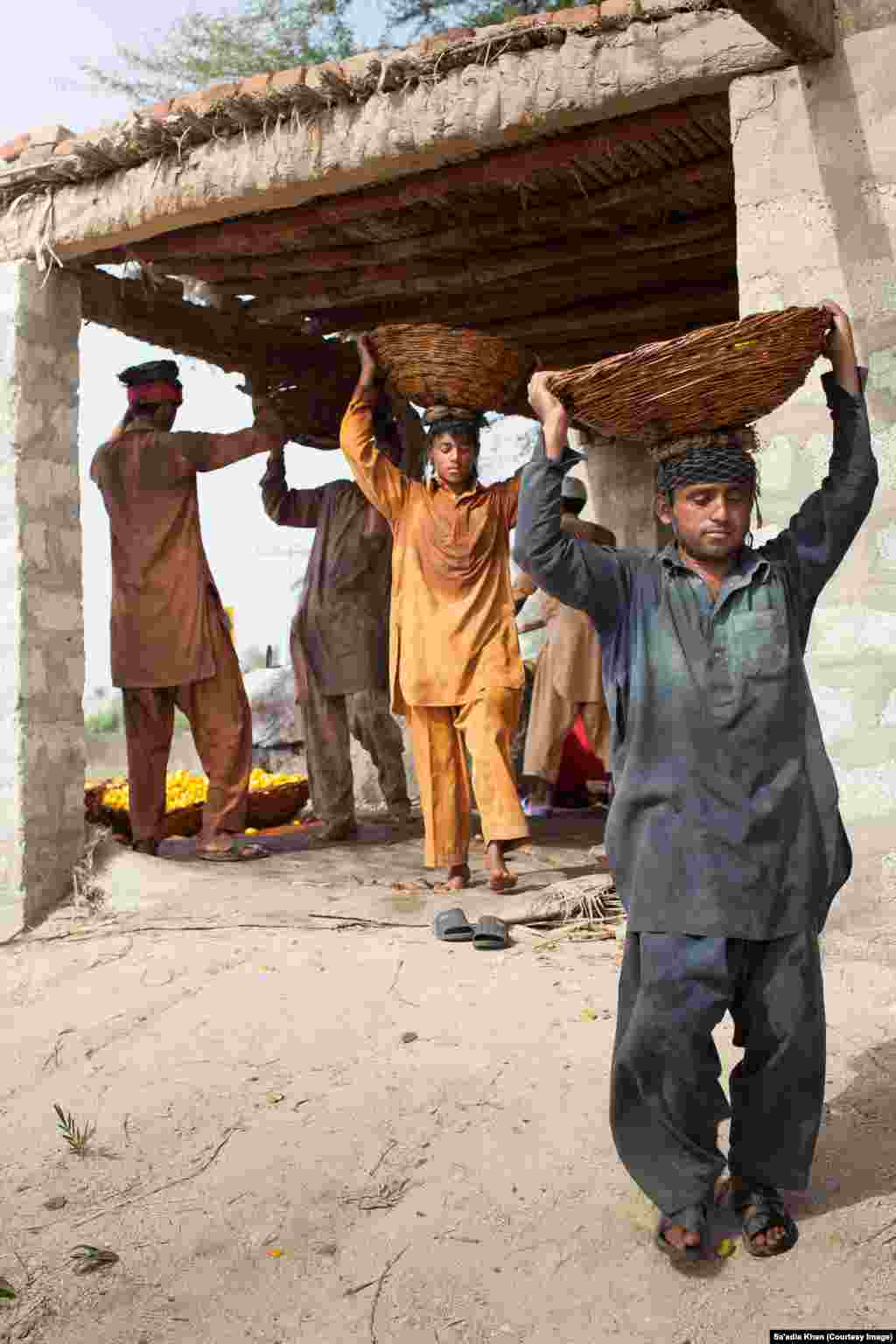 Workers carry the cooked dates to the next stage of the production process. The cooked dates are laid to dry and occasional turned to allow all sides of the fruit to catch the scorching sun.