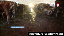 Коровы на ферме, кадр из репортажа канала "Русский север"