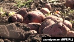 Käbir edara-kärhanalaryň resmileri býujet işgärinden pul ýygnalmagynyň sebäbini ýeralma tohumynyň tölegini geçirmäge döwletde pul serişdesiniň ýokdugy bilen düşündirýärler. (Illýustrasiýa suraty)