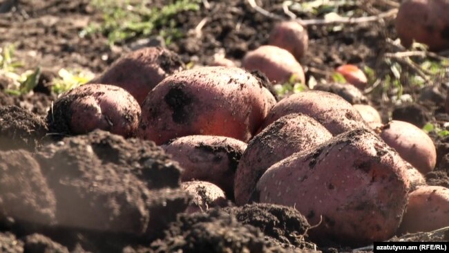 Frutat e patates që rriten në tokë.