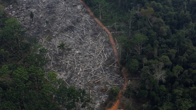 Rekordno krčenje šuma u brazilskoj Amazoniji