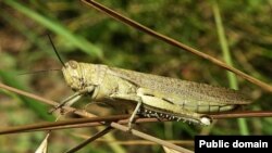 According to one official, around a million hectares of land in southern Russia is infested with locusts. (file photo)