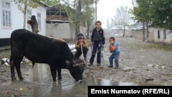 Иллюстрация сүрөт.