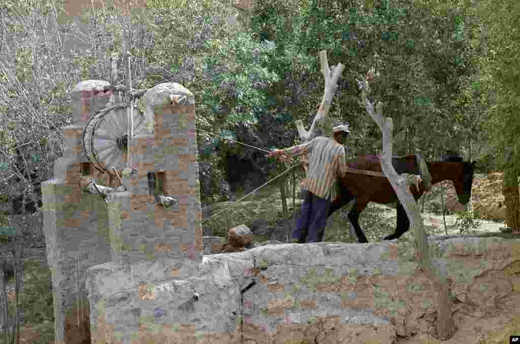 The village of Band I Amir, near Persepolis in southwestern Iran, has electricity but water is still drawn from a 200-foot well using a time-honored system of a horse and pulley, July 1971. (AP Photo/Horst Faas)