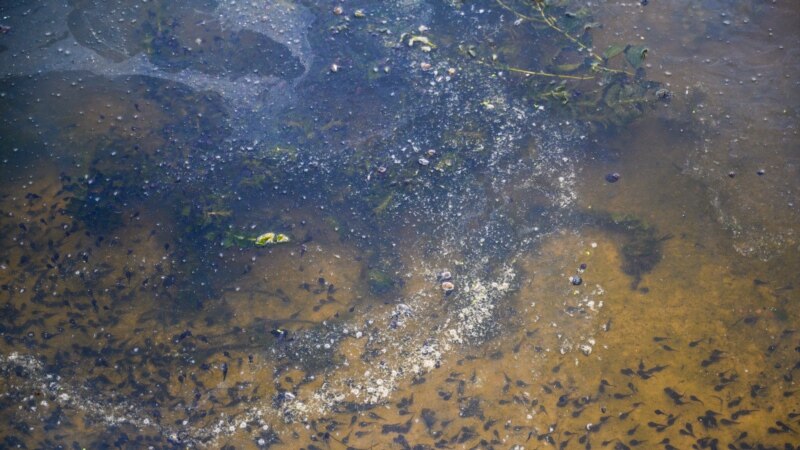 В краснодарском озере зафиксирована массовая гибель рыбы