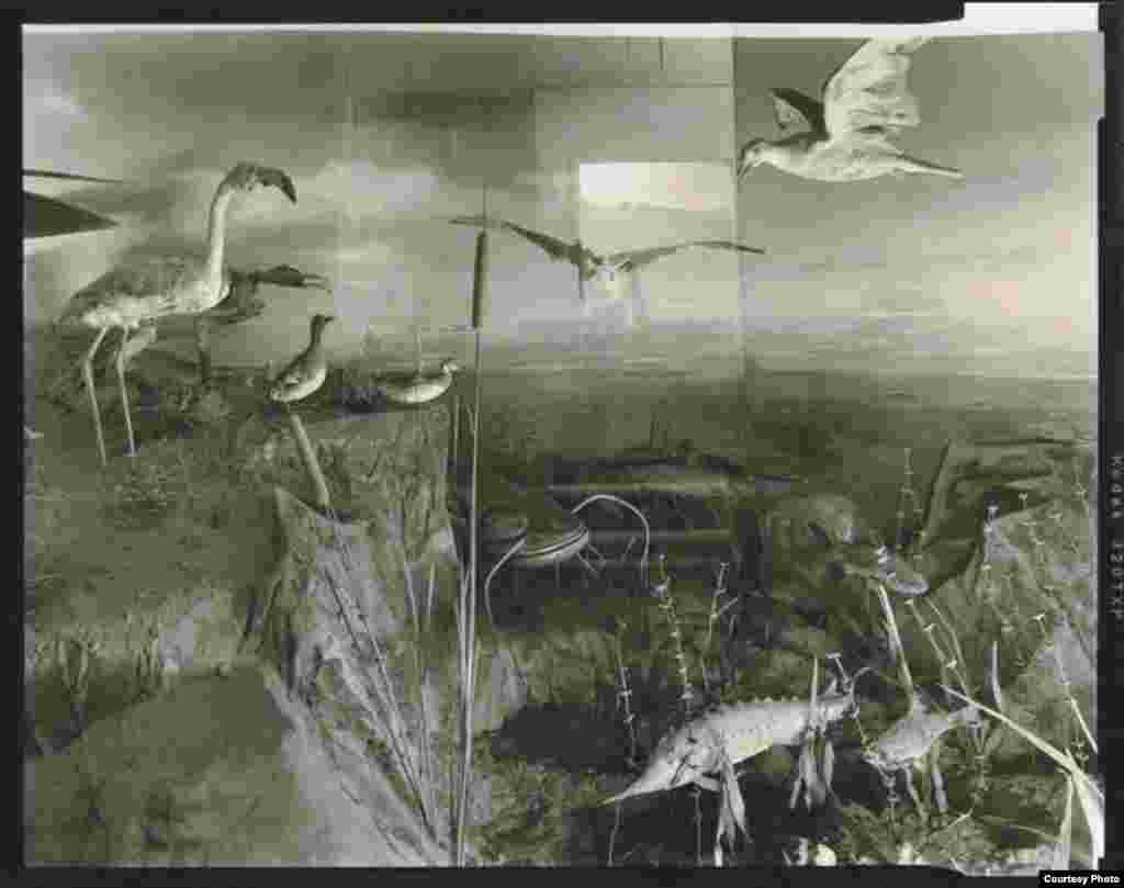 A local museum display depicting the Aral coast bustling with life early in the Soviet period - As the sea dried up, rising salinity levels contributed to the lack of habitat to doom most of the animals and plants that were once so common. For the people who remain in the region, drinking water contains several times the World Health Organization's recommended level of salt (all photos copyright Radek Skrivanek-www.radekphoto.com)