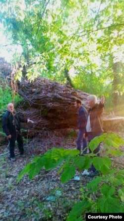 Zaqatalanın Muxax kənd ərazisinə düşən meşə zolağında kəsilmiş ağaclar. may2017