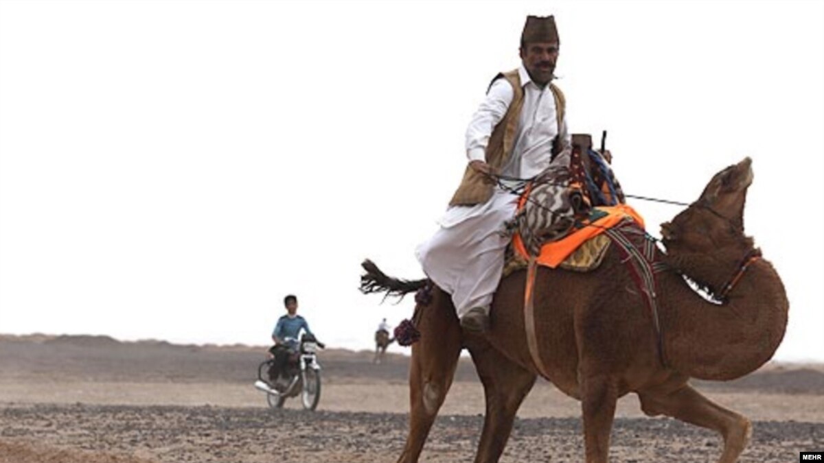 Iran's Motorists Get The Hump Over Soaring Camel Prices