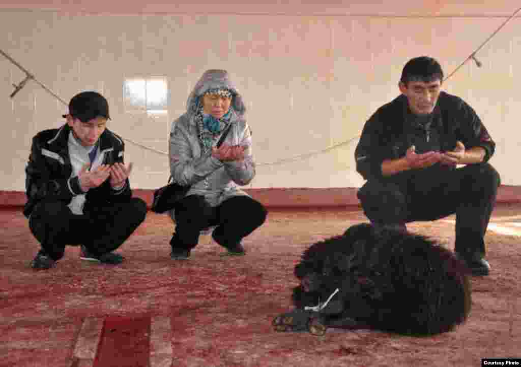 Kazakhs prepare for the ritual killing of a sheep during the "Feast of Sacrifice."
