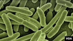 Увеличенное под микроскопом изображение кишечных бактерий