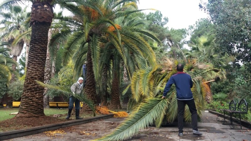 Как в Абхазии борются за пальмы
