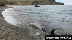 Погибший дельфин на берегу крымской бухты Капсель. Иллюстрационное фото