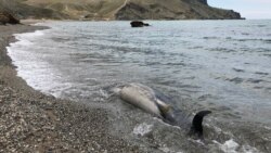 Погибший дельфин в бухте Капсель