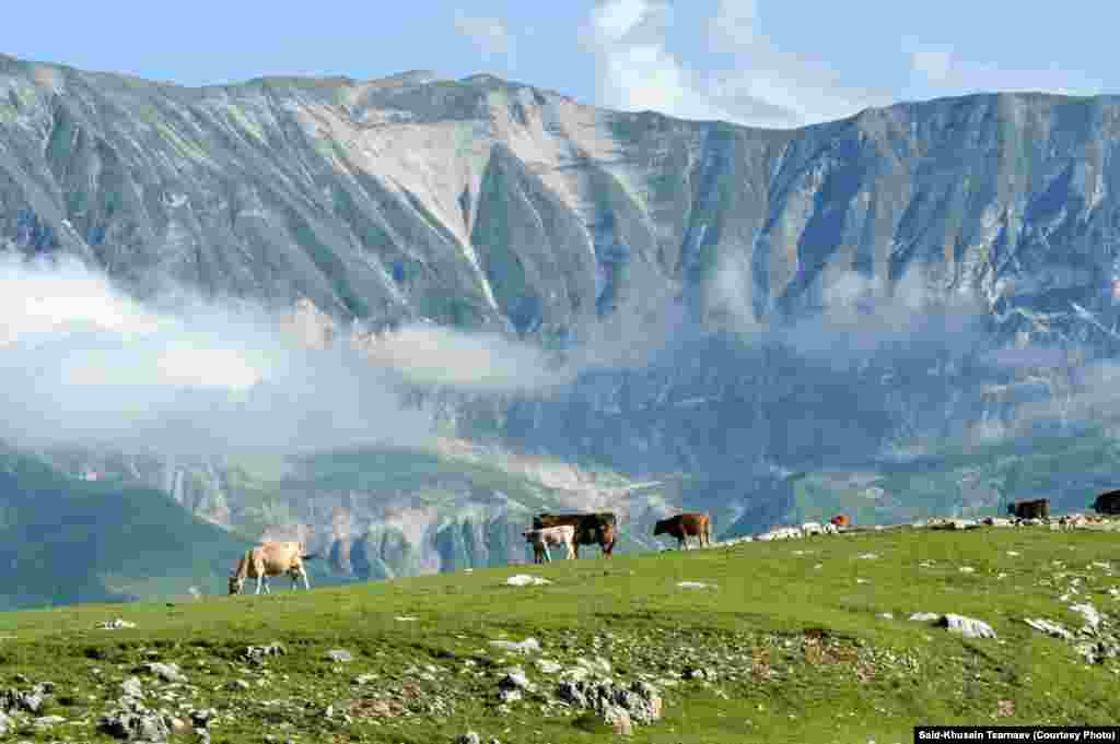 Кони на фоне тумана в чеченских горах