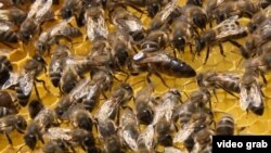 Broj pčela na "oslobođenim" područjima narastao već nakon šest mjeseci