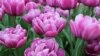 Russia Denies Political Motives In Ban Of Dutch Tulips