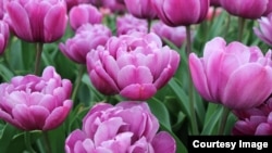 The Netherlands is the world's biggest flower exporter.