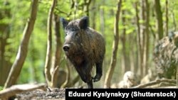 Между дикими кабанами и домашними свиньями в Абхазии постоянно происходят контакты, так как в республике практикуется свободный выгул свиней (иллюстративное фото)