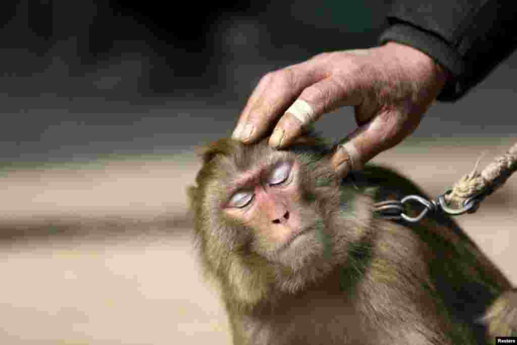 Дрессировщикам приходится проявлять большую изобретательность в обучении обезьян