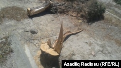 Azerbaijan - trees are cut in Baku, Gunashli district