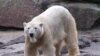 Белый медведь в Берлинском зоопарке