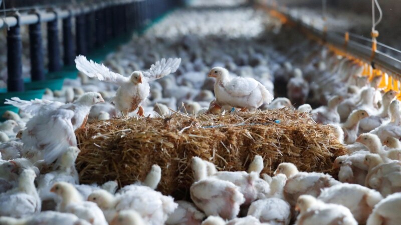 Кина го запира увозот на живина од Франција поради птичји грип 