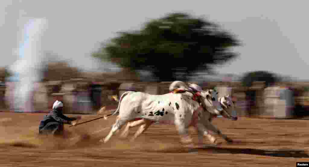 A bull "savar" (jockey) guides his bulls as he competes in a bull race in Pind Sultani, Pakistan. (Reuters/Caren Firouz)