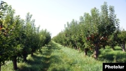 Armenia - A fruit orchard in Aragatsotn province, 3Sep2014.