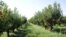 Armenia - A fruit orchard in Aragatsotn province.