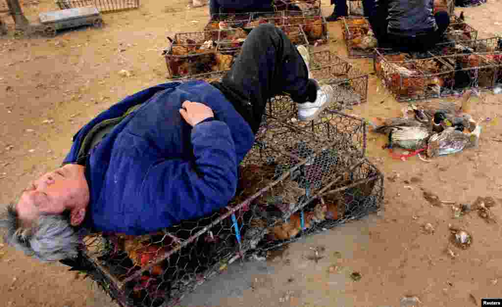 A man in Nanjing sleeps on cages of chickens with bound ducks nearby. Most new infectious diseases come from animals. Markets where different animal species are butchered are believed to have been ground zero for several recent viral outbreaks.